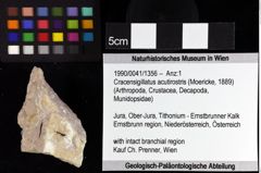 Foto (Objket + Etiketten) von Cracensigillatus acutirostris (Moericke, 1889) 